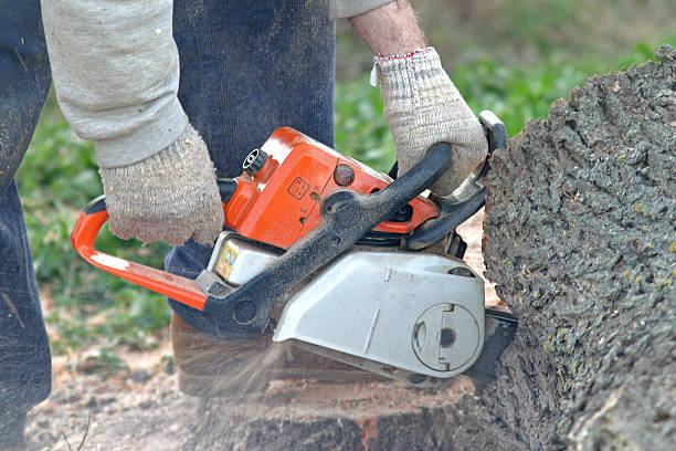 How Our Tree Care Process Works  in  Houghton, MI