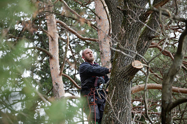 Best Emergency Tree Removal  in Houghton, MI